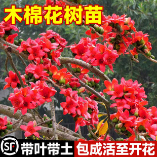 木棉花树苗红花美丽木棉庭院盆栽地栽四季风景树植物大腹老桩苗木