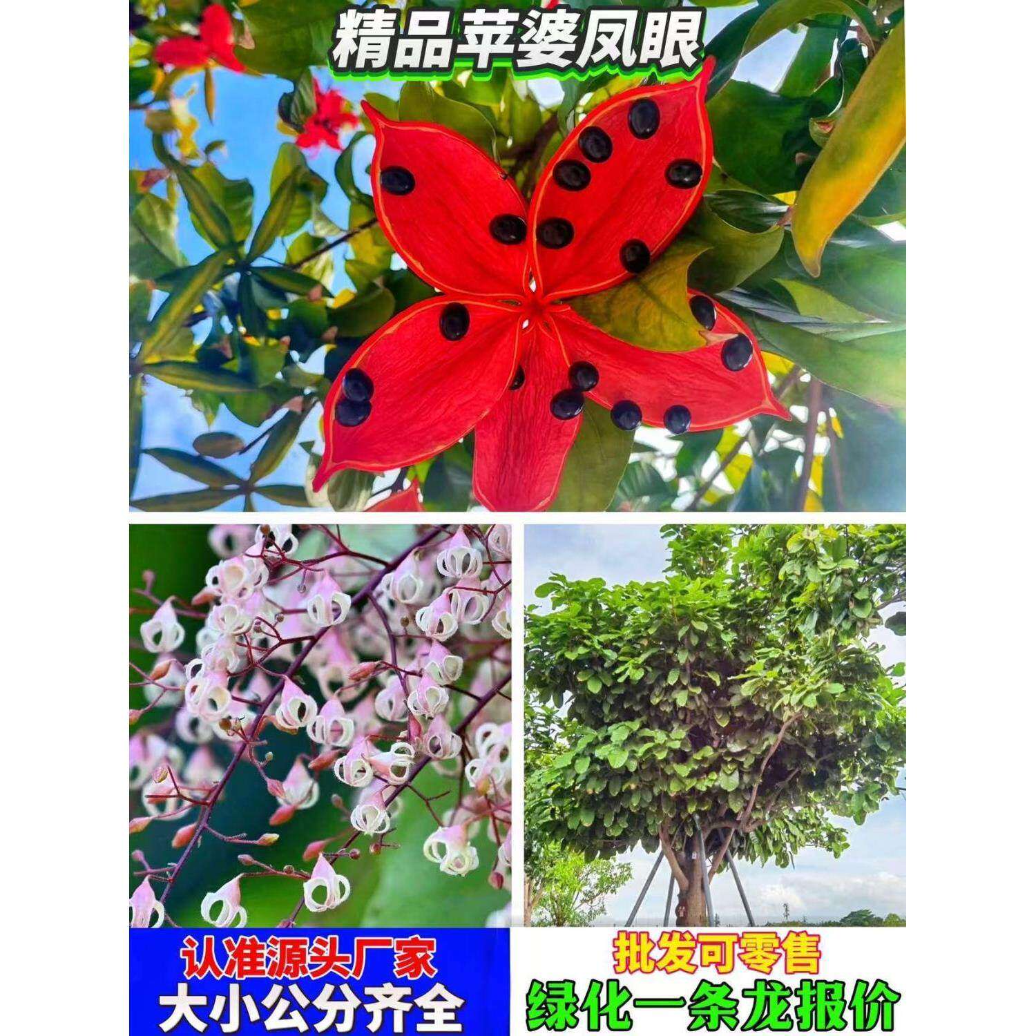 真萍婆凤眼九层皮禄旺苗富贵子树苗适合庭院别墅带土杯带叶发货