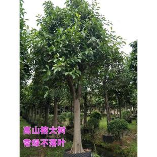 榕树高山大叶榕吸水石盆景造型四季常青风景树室内外苗木庭院绿化