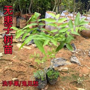 无患子树苗耐寒木患子鬼见愁洗手果肥皂绿化黄金风水树名贵材