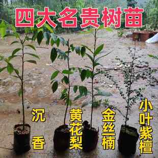 名贵苗木金丝楠木树苗正宗奇楠沉香苗珍稀小叶紫檀海南黄花梨苗