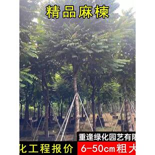 麻楝树苗四季常青种植物户外绿化观叶绿植地栽别墅庭院遮荫风景树