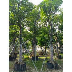 秋枫树苗重阳木树红桐茄冬树苗名贵苗木药材树苗抗风绿化四季常绿