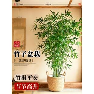竹子盆栽室内大型绿植高级感客厅盆景真树四季常青好养活造景植物