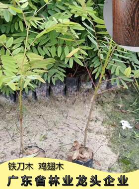 孟买黑檀正宗铁刀木树苗珍贵植物鸡翅木苗庭院绿化木材树种