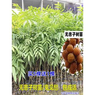 正宗树苗鬼见愁名贵木患子小苗肥皂树镇宅庭院风景风水宝树
