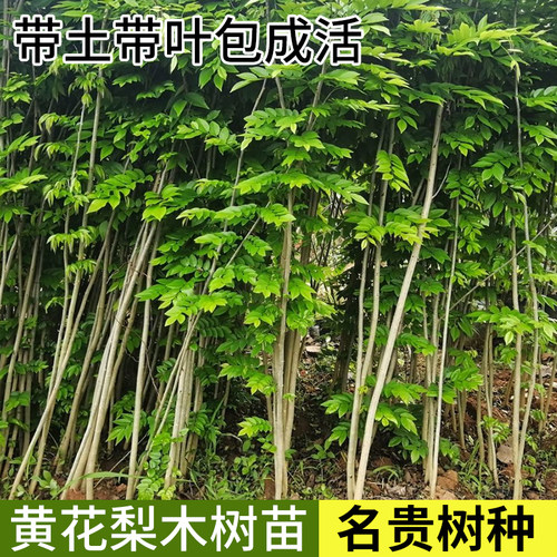海南黄花梨树苗名贵树种
