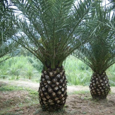 加拿利海枣树苗中东银棕