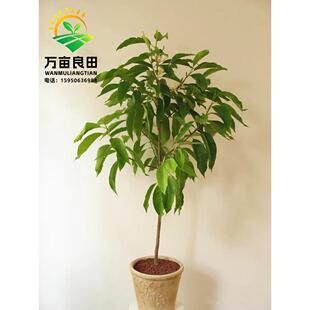 白兰花树苗玉兰小苗庭院室内盆栽四季常青植物浓香花卉黄桷兰花苗