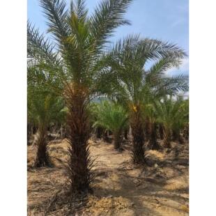 河南山东河北等北方地区可以种植中东海枣银海枣亚热带风情绿化树