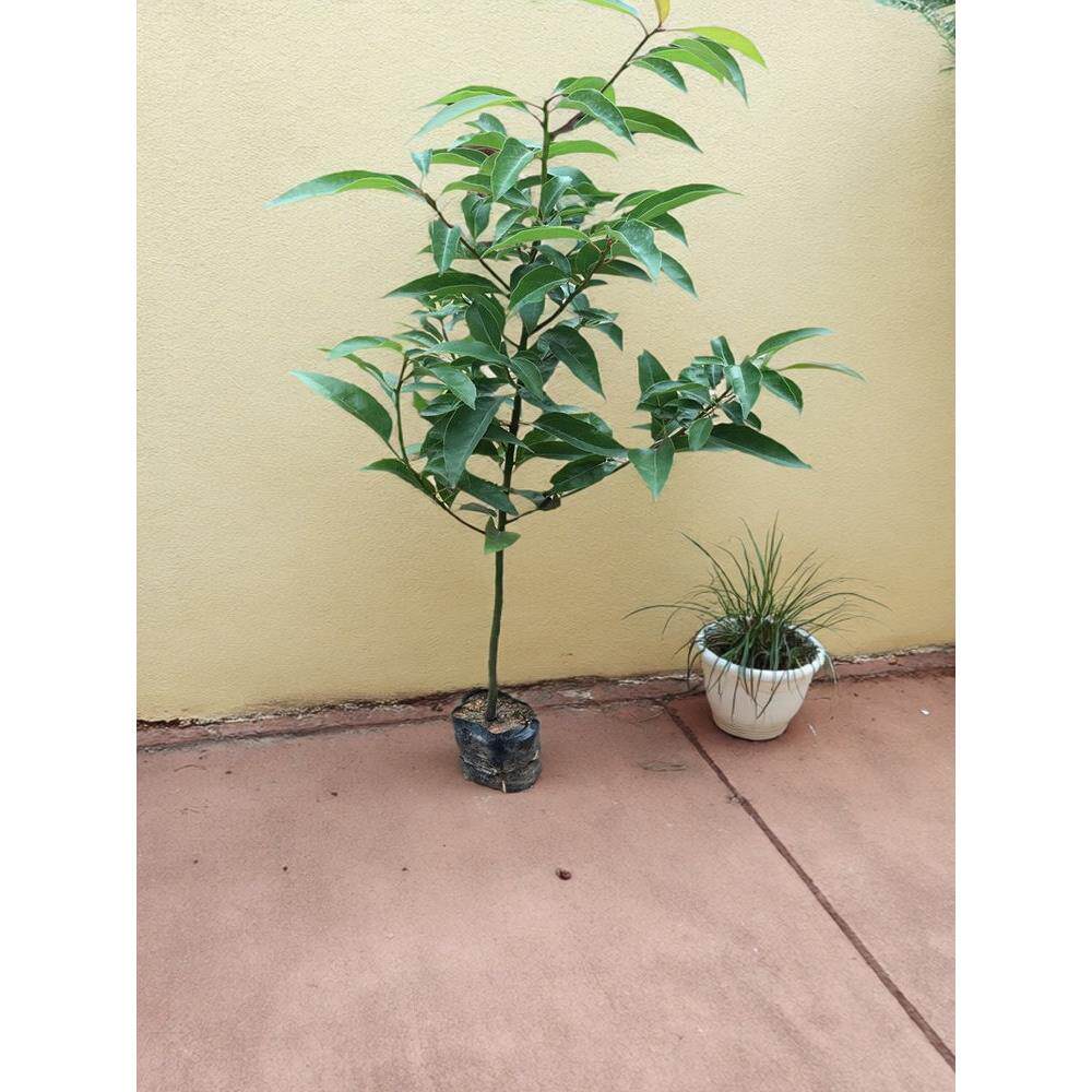 香樟树苗龙脑樟树驱蚊驱虫小叶香樟木树名贵苗木庭院绿化风景大树