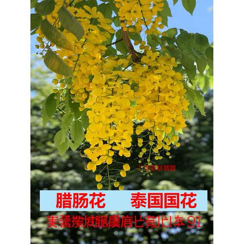 泰国国花腊肠树苗垂丝黄花阿勃勒黄金雨绿化庭院风景树金链花树苗