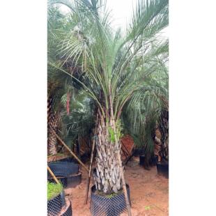 布迪椰子加拿利海枣中东海枣老人葵狐尾椰子假槟榔大王椰子蒲葵树