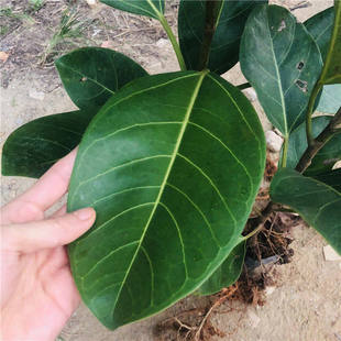正宗高山榕树苗大叶榕树苗孟加拉榕树四季常青庭院绿植盆栽吸水石