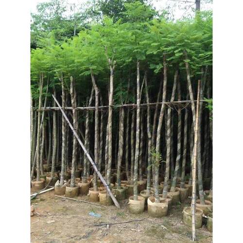 蓝花楹树苗凤凰木树苗镇宅旺宅门前树开花观赏树庭院地栽盆栽植物