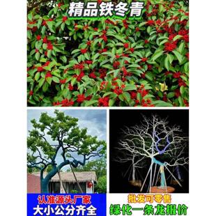 铁冬青大树红果铁冬青树苗万紫千红四季常青庭院别墅绿化观景树苗