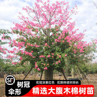 大腹木棉树苗盆栽美丽异木棉红花木棉四季开花风景树大型绿化树苗