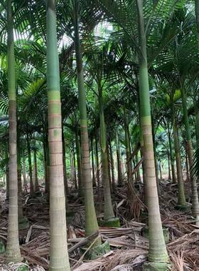 福建泉州假槟榔苗亚历山大椰子假椰子树苗绿色植物棕榈科观叶绿植