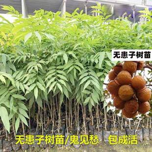 正宗无患子树苗耐寒木患子苗鬼见愁洗手果肥皂绿化庭院黄金风水树