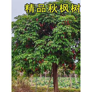 秋枫树苗重阳木树红桐茄冬树苗名贵苗木药材树苗抗风绿化四季常绿