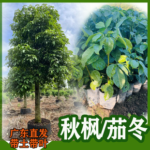 秋枫树 重阳木红桐茄冬树苗 名贵药材树苗抗风绿化耐寒树种