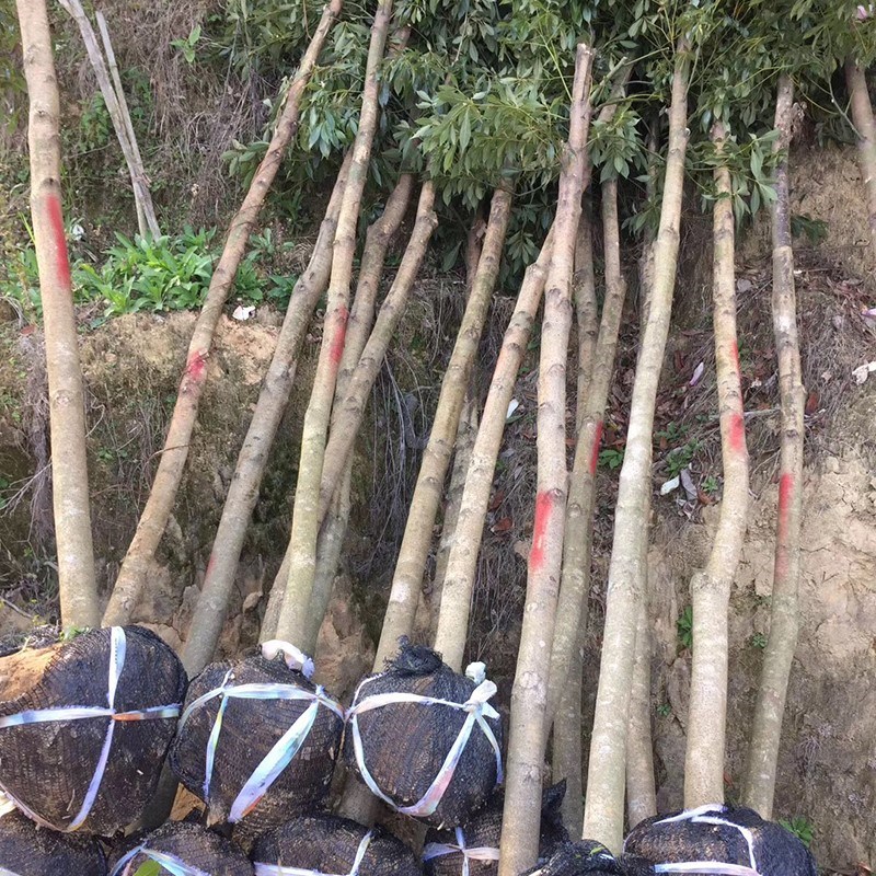 正宗黄花梨苗金丝楠树苗图片