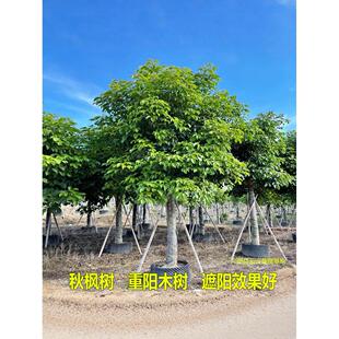 秋枫树苗重阳木树红桐茄冬树苗名贵苗木药材树苗抗风绿化四季常绿