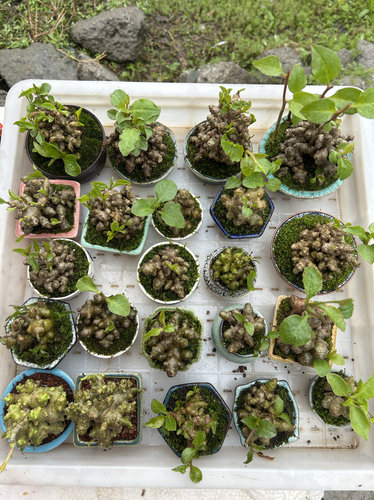 花卉绿植藤三七盆景办公室盆栽茶桌摆件创意山野草清新空气掌中宝