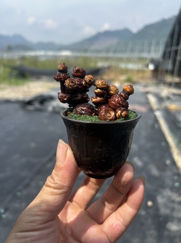 酢浆草老桩小微盆景三叶草新手好养花量多阳台窗台茶桌山野草盆栽