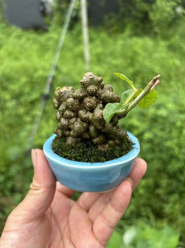 新品藤三七盆景办公室阳台室内绿植块根爬藤盆栽懒人好养鱼缸造景