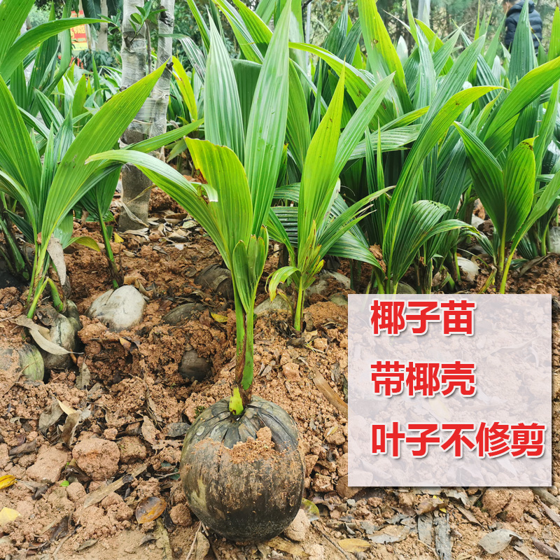 椰子果树苗椰子苗青椰子苗金椰子苗庭院种植园艺常绿植花盆 鲜花速递/花卉仿真/绿植园艺 果树 原图主图