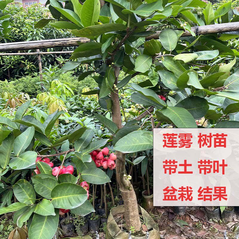 带土包邮果树苗莲雾苗黑糖芭比莲雾黑金刚大叶红盆栽结果庭院种植