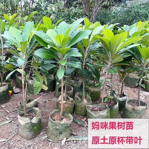 四季结果常青妈咪果四季常青