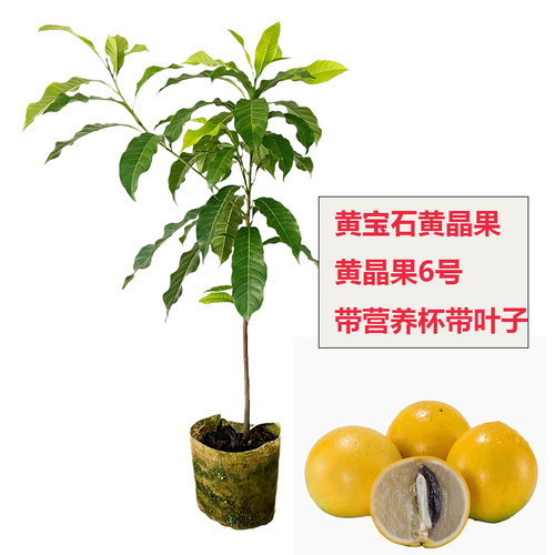 果树苗黄晶果新品种黄宝石盆栽