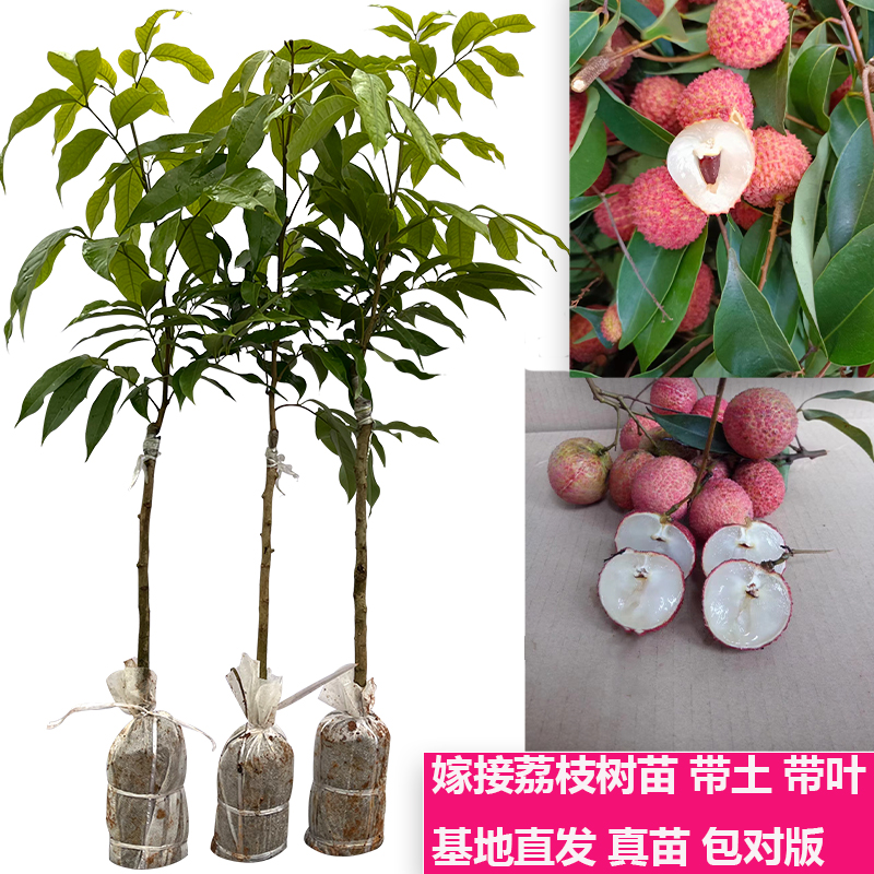 包邮桂味白糖罂庭院种植果树苗