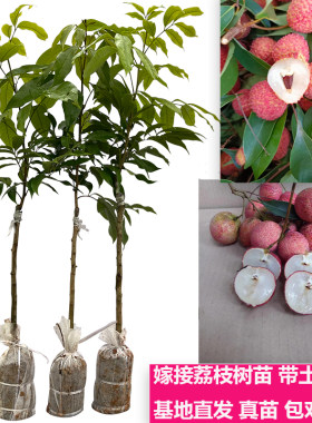 包邮桂味白糖罂庭院种植果树苗