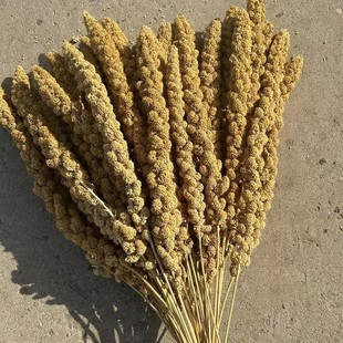 2024新天然黄谷穗小米穗带壳谷子鹦鹉仓鼠营养粮食逗鼠棒