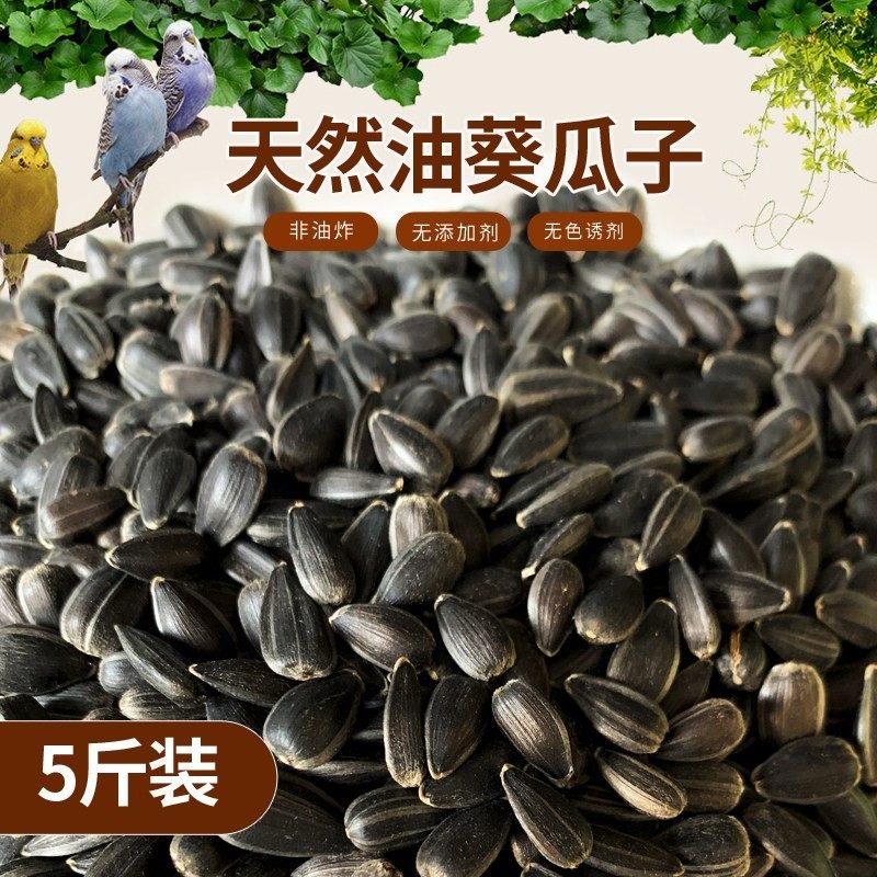 生油葵/黑珍珠瓜子/ 鹦鹉鸟食饲料 鸽子 松鼠仓鼠 5斤全国包邮