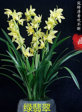 年宵花浓香花期超长大花蕙兰