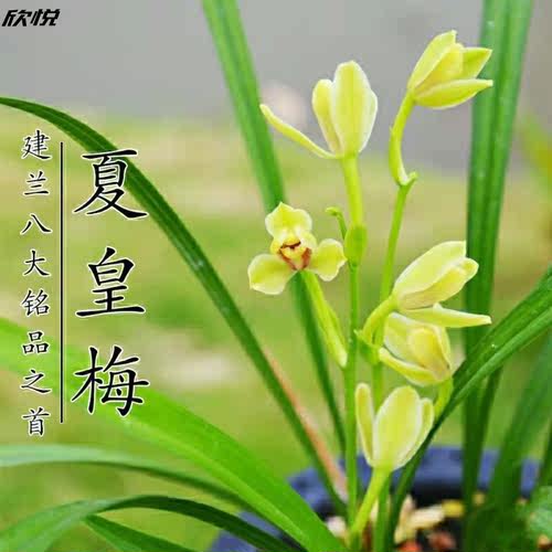欣悦高端名贵铭品高贵典雅