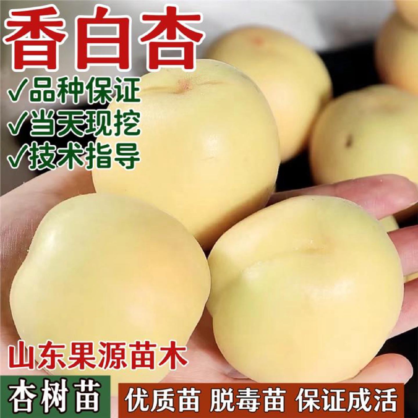 香白杏树果苗南北方庭院地栽种植特大果树苗盆栽嫁接耐寒当年结果