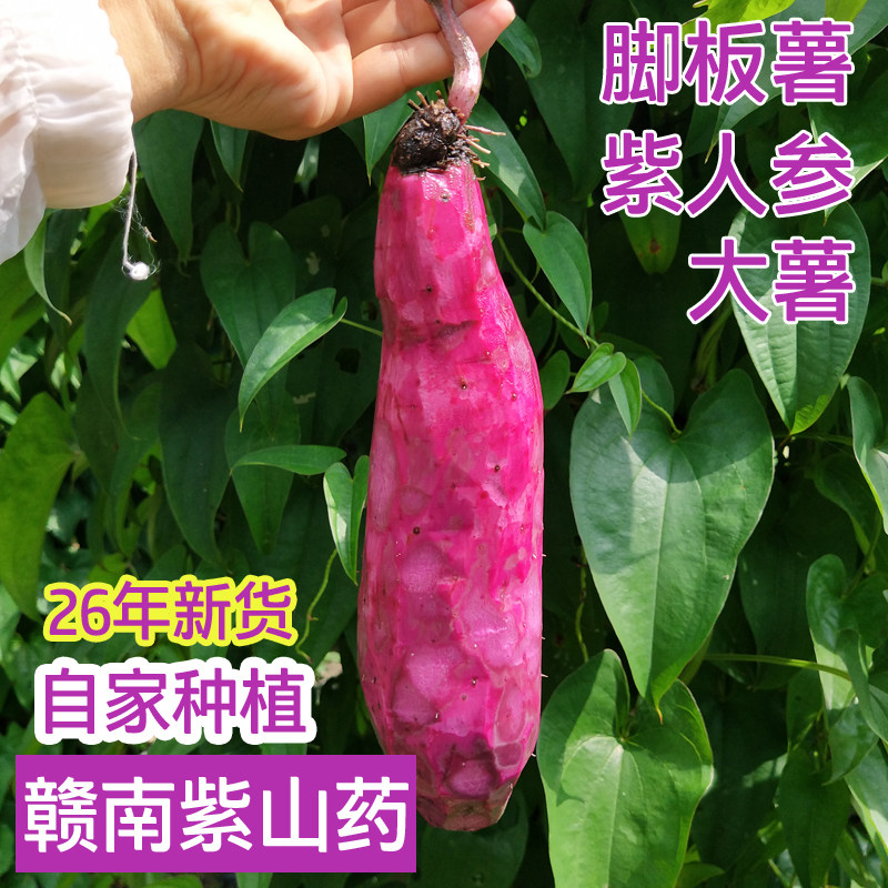 现挖新鲜 赣南三百山紫山药 紫淮山大薯毛薯脚板薯  特色蔬菜 批