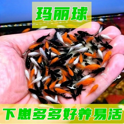 三色玛丽球热带观赏鱼易养繁殖