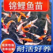 锦鲤观赏鱼苗冷水活体好活淡水耐寒幼苗风水鱼鱼苗活鱼小锦鲤包活