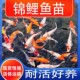 锦鲤观赏鱼苗冷水活体好活淡水耐寒幼苗风水鱼鱼苗活鱼小锦鲤包活