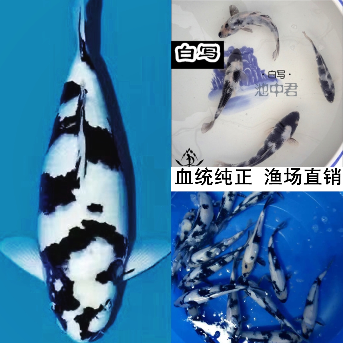 锦鲤观赏鱼白写红白大正昭和三色观赏水族纯种日本小锦鲤鱼苗包邮