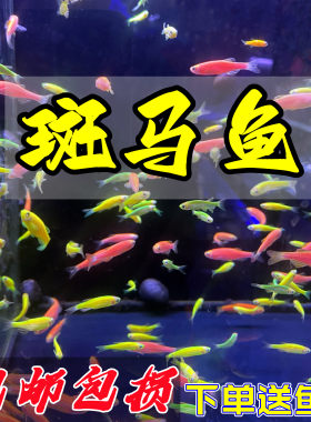 翡翠绿柠檬黄斑马小型热带鱼