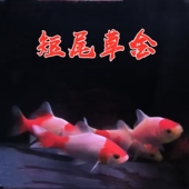 短尾草金鱼红白麒麟樱花短尾草金好养淡水鱼冷水鱼观赏鱼新手易活