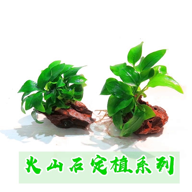 鱼缸水族箱装饰造景黄金水榕草火山石活体真水草懒人水草,宠物/宠物食品及用品,水草,淘宝优惠券,粉丝福利购,淘宝优惠卷