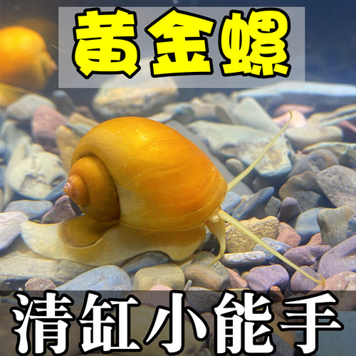 6.9包邮3个大黄金螺好养观赏